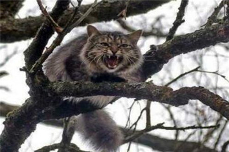 梦见猫是什么预兆 女人梦见猫抓老鼠小心偷盗缠身 图片3
