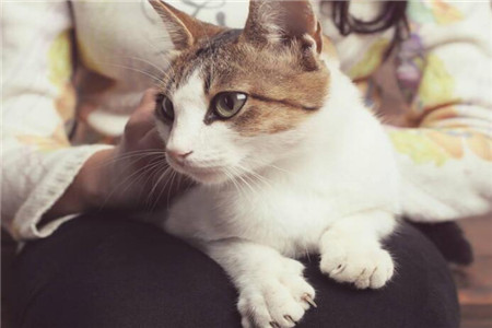 梦见猫是什么预兆 女人梦见猫抓老鼠小心偷盗缠身 图片5