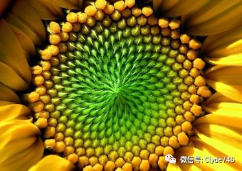 生命的数学意义 图片1