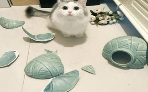 梦见花瓶碎了是什么意思 它是一种好运的征兆吗