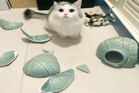 梦见花瓶碎了是什么意思 它是一种好运的征兆吗 图片4 梦见花瓶碎了是什么意思 它是一种好运的征兆吗 图片3