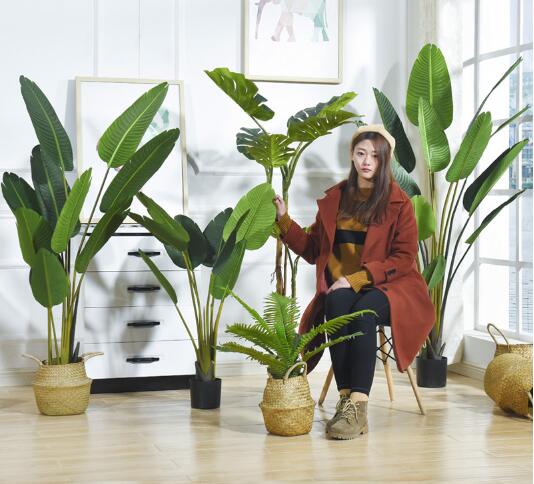 植物风水:盆栽具有对风水的调节功能 图片2 植物风水:盆栽具有对风水的调节功能 图片1