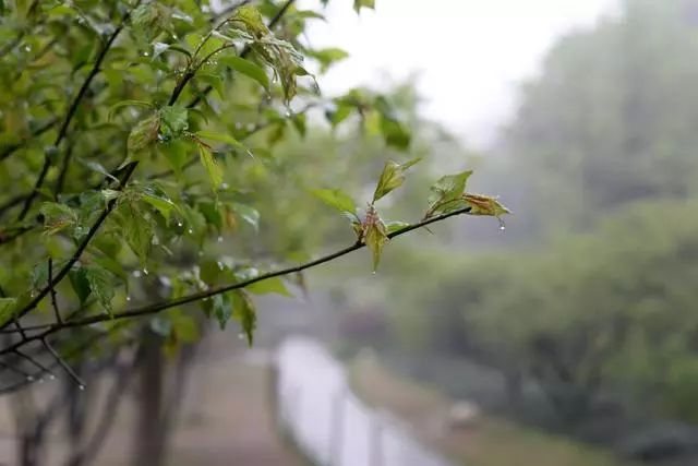 关于清明节的那些事儿 图片5