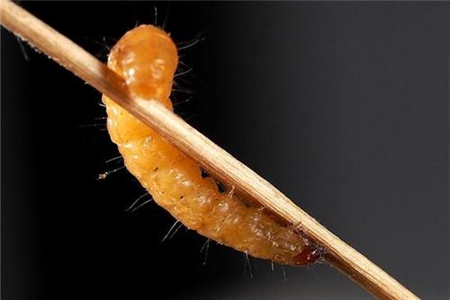 梦见毒虫是什么意思 它是一种好运的征兆吗 图片3