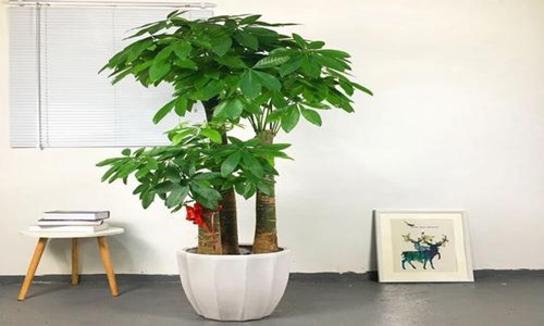 进门处摆放植物招财又旺宅! 图片2 进门处摆放植物招财又旺宅! 图片1