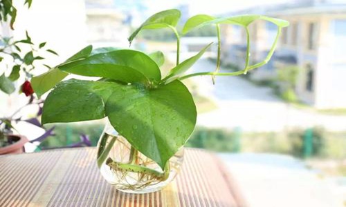 进门处摆放植物招财又旺宅! 图片4 进门处摆放植物招财又旺宅! 图片3
