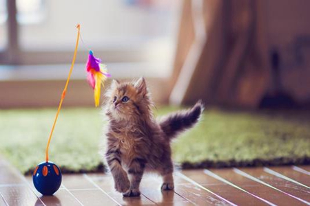 梦见猫吃鱼是什么意思 它是一种吉兆吗 图片5