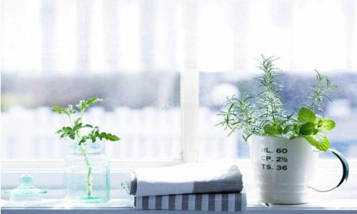 家养植物的风水禁忌有哪些？ 图片1
