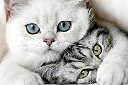 梦见猫是什么预兆 它是一种好运的征兆吗 图片5