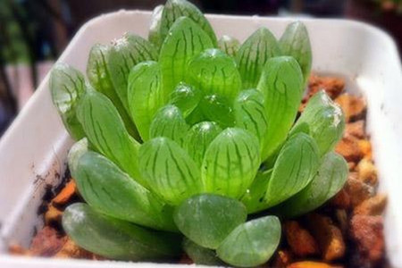 属马人养什么植物最旺财 他们会抓住新的财运吗 图片1