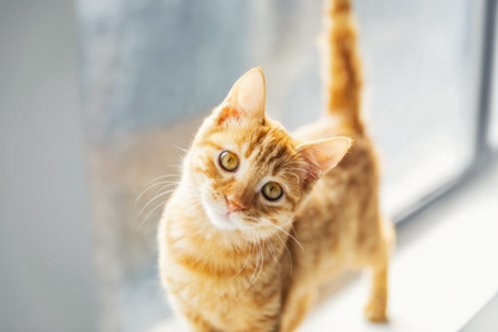 梦见被猫挠是什么意思 它是一种好运的征兆吗 图片1