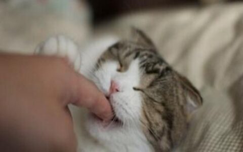 梦见被猫挠是什么意思 它是一种好运的征兆吗