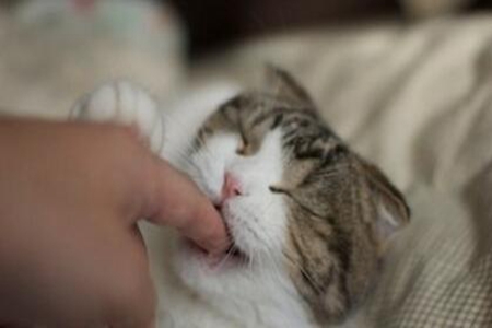 梦见被猫挠是什么意思 它是一种好运的征兆吗 图片5