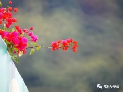 华为公主孟晚舟：优雅的名字拥有坚毅的人生 图片5