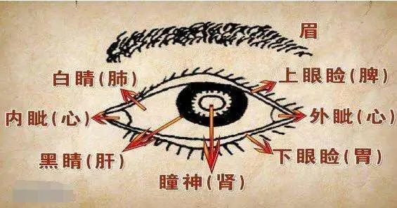 教你由内而外养护你的眼睛 图片3