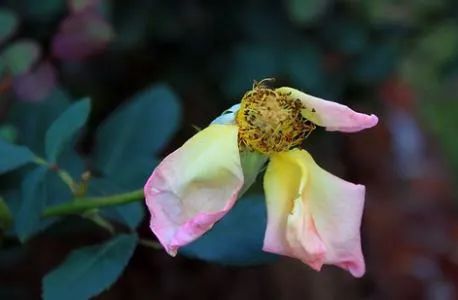 哪些风水问题容易招惹烂桃花 图片1