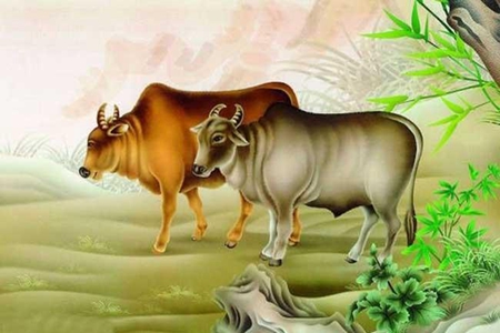 属牛人2021年2月运势如何 他们会有正财出现吗 图片1