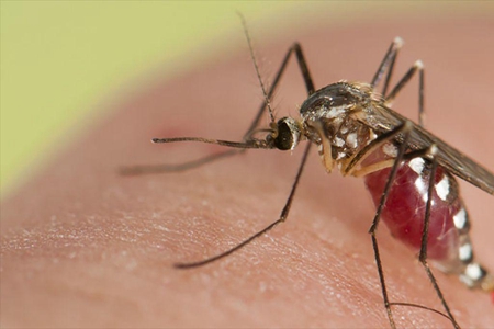 梦到蚊子是什么意思 它是好运的征兆吗 图片1