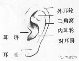 面相看祖荫｜祖荫好有哪些面相特征 图片3