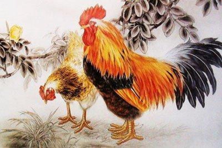 生肖鸡配什么生肖 属鸡的和什么属相最配 图片4 生肖鸡配什么生肖 属鸡的和什么属相最配 图片3