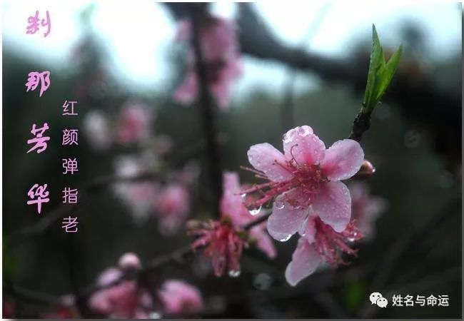 这3类女人名字,让红颜慢老,像吃了防腐剂 图片2 这3类女人名字,让红颜慢老,像吃了防腐剂 图片1