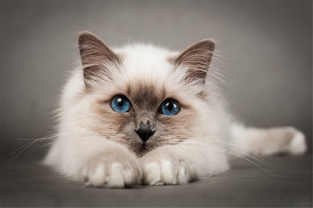 梦见猫追我是什么意思 它是一种吉兆吗 图片2 梦见猫追我是什么意思 它是一种吉兆吗 图片1