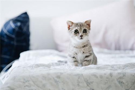 梦见猫追我是什么意思 它是一种吉兆吗 图片4 梦见猫追我是什么意思 它是一种吉兆吗 图片3
