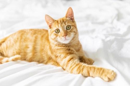梦见猫追我是什么意思 它是一种吉兆吗 图片6 梦见猫追我是什么意思 它是一种吉兆吗 图片5