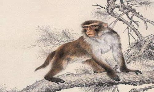 最容易出富豪生肖有哪些? 图片6 最容易出富豪生肖有哪些? 图片5