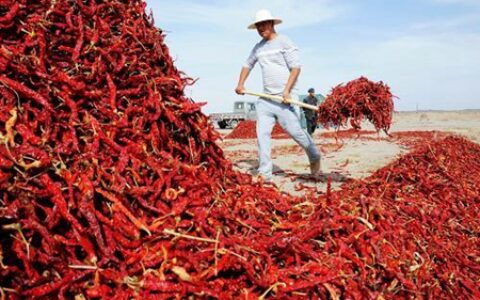 梦见红辣椒是什么意思 它是一种吉兆吗