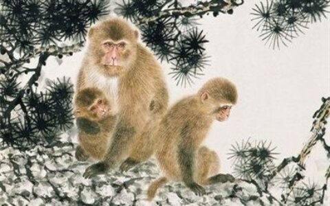 十二生肖运势之8月6日，牛、鸡、猴大吉！