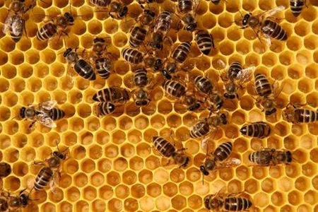 梦见蜜蜂是什么意思 它预兆着好运吗 图片5