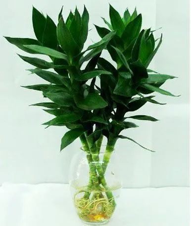 如何调整风水增旺自己的财运 图片21