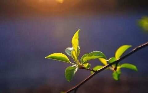 庚子年， 辛巳月周运：5月25日——5月29日
