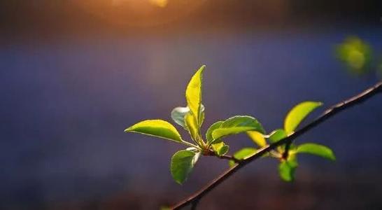 庚子年， 辛巳月周运：5月25日——5月29日 图片5