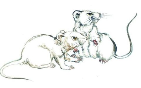 6月18日生肖运势_猴、鸡、鼠大吉
