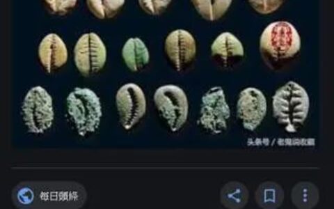佛教常用的钱贝