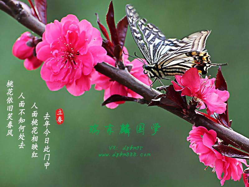 2020 “双春年”，结婚容易“二婚”？ 图片1
