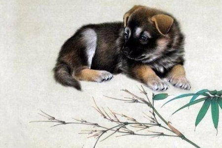 生肖狗的择偶标准 希望另一半更快乐 图片3