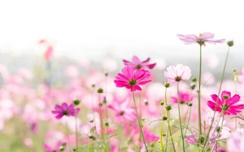 花神生日！三月份爱情运大好的生肖男女
