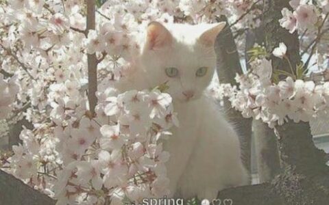 看似睿智却输了爱情的星座
