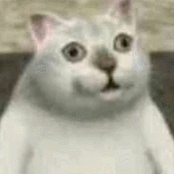 猫真的可以招财吗?养猫有什么玄学问 图片4 猫真的可以招财吗?养猫有什么玄学问 图片3