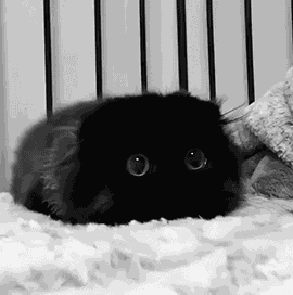 猫真的可以招财吗?养猫有什么玄学问 图片12 猫真的可以招财吗?养猫有什么玄学问 图片11