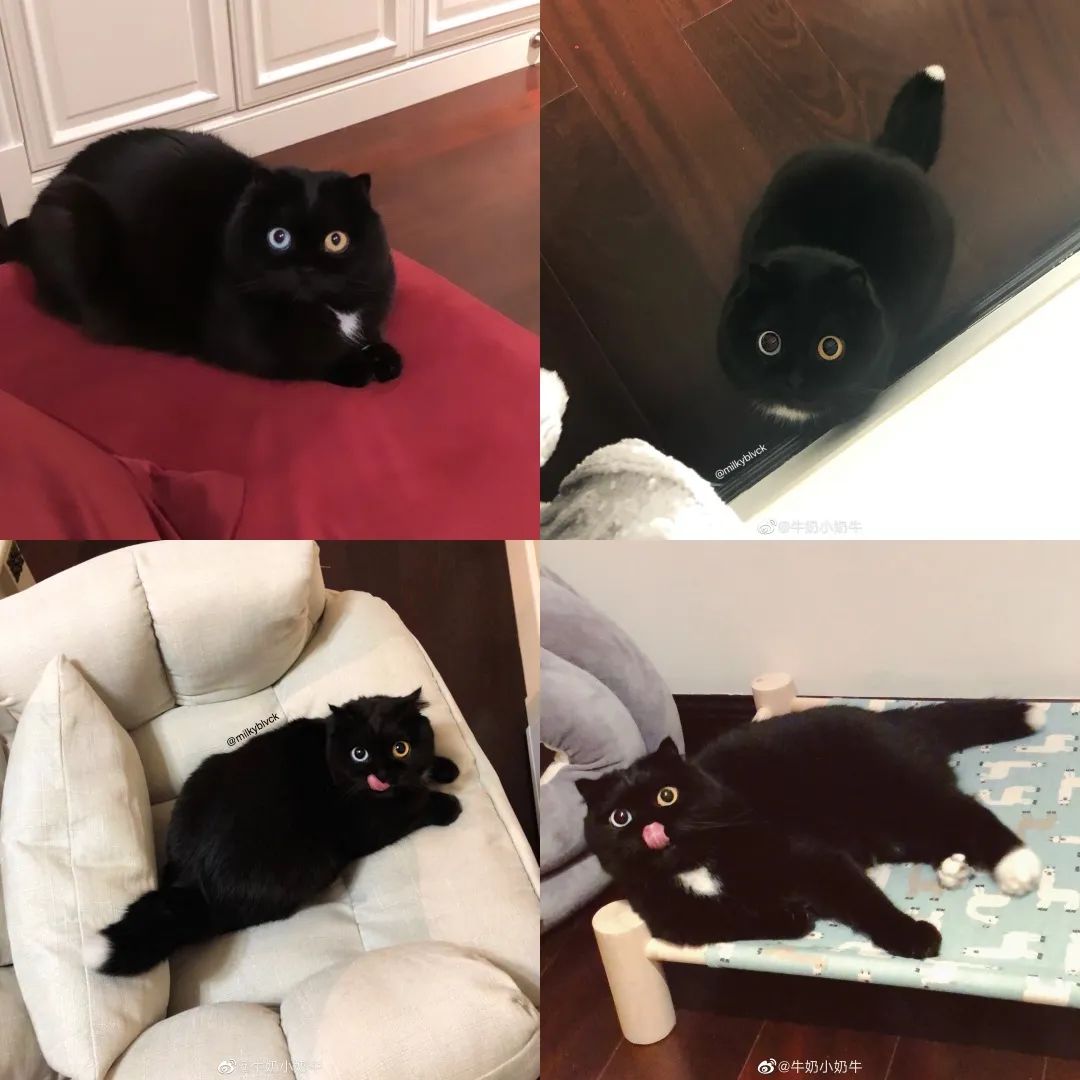 猫真的可以招财吗?养猫有什么玄学问 图片16 猫真的可以招财吗?养猫有什么玄学问 图片15