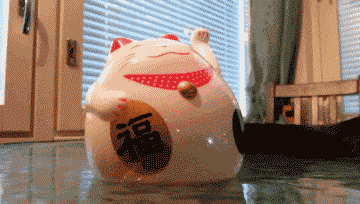 猫真的可以招财吗?养猫有什么玄学问 图片18 猫真的可以招财吗?养猫有什么玄学问 图片17