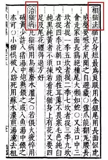 猫真的可以招财吗?养猫有什么玄学问 图片30 猫真的可以招财吗?养猫有什么玄学问 图片29