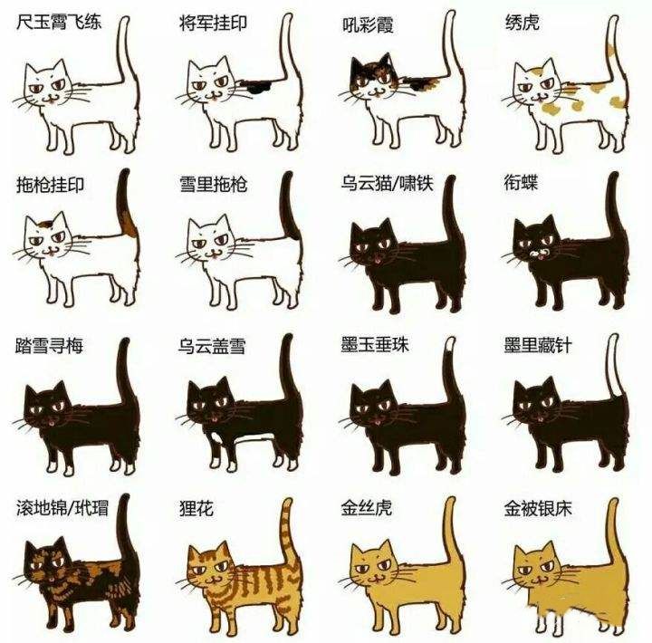 猫真的可以招财吗?养猫有什么玄学问 图片32 猫真的可以招财吗?养猫有什么玄学问 图片31