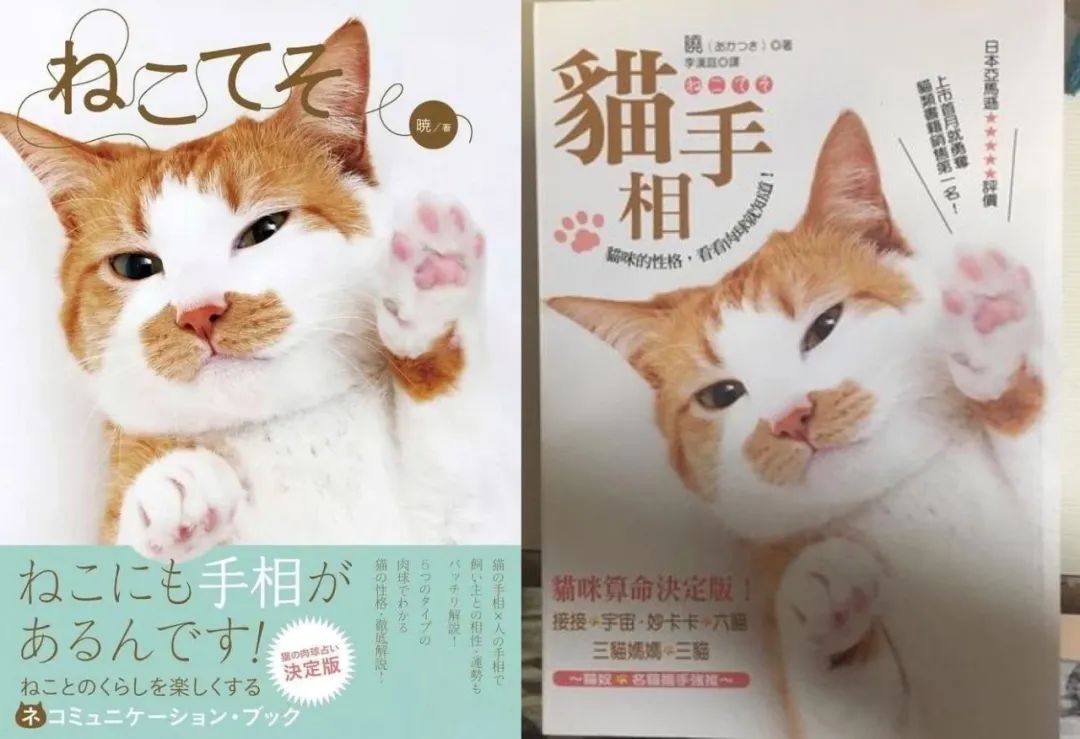 猫真的可以招财吗?养猫有什么玄学问 图片38 猫真的可以招财吗?养猫有什么玄学问 图片37