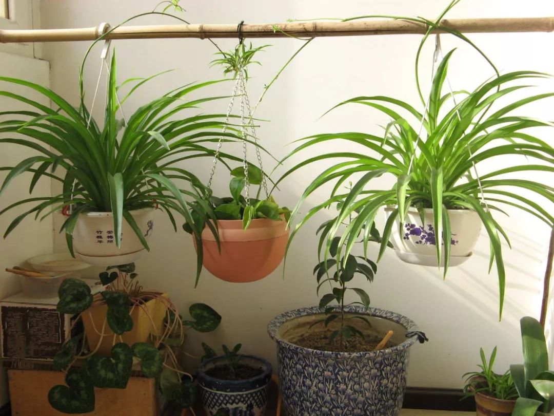 十二生肖各自养什么植物盆栽最旺运？ 图片7