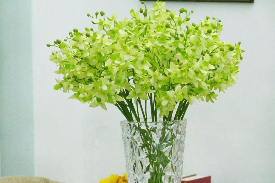 十二生肖各自养什么植物盆栽最旺运？ 图片9